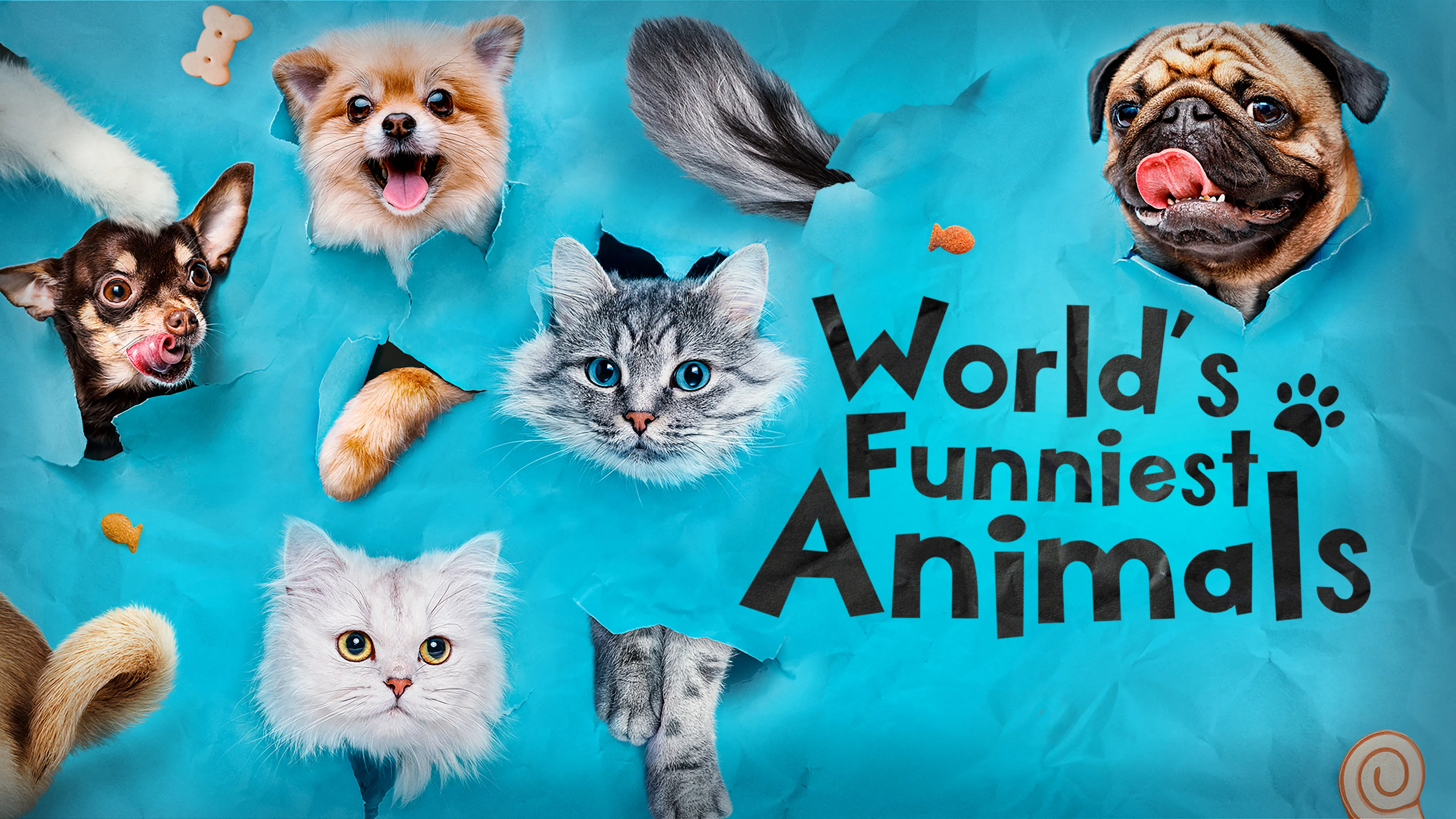 World's Funniest Animals poster